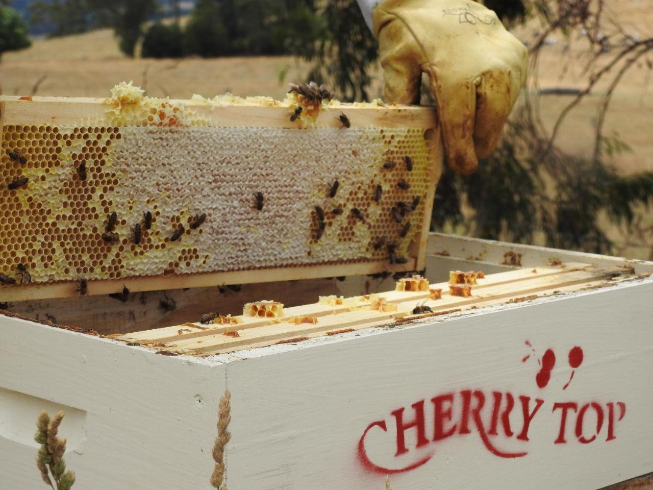 Cherry Top Farmstay - Boutique Eco Village Lilydale Экстерьер фото
